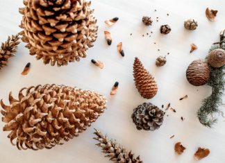 Tobozszüret advent harmadik hétvégéjén