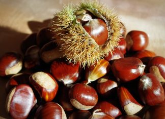 Ha gesztenyét eszel, mindenre képes leszel szelídgesztenye