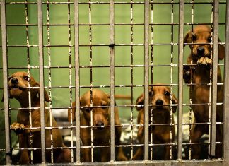 Hatalmas lépés az állatvédelemben: javulhat a kóbor kutyák sorsa