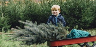 fenyőfa-karácsony-kisfiú