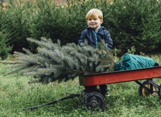 Melyik a jobb? Műfenyő kontra igazi fenyő fenyőfa-karácsony-kisfiú