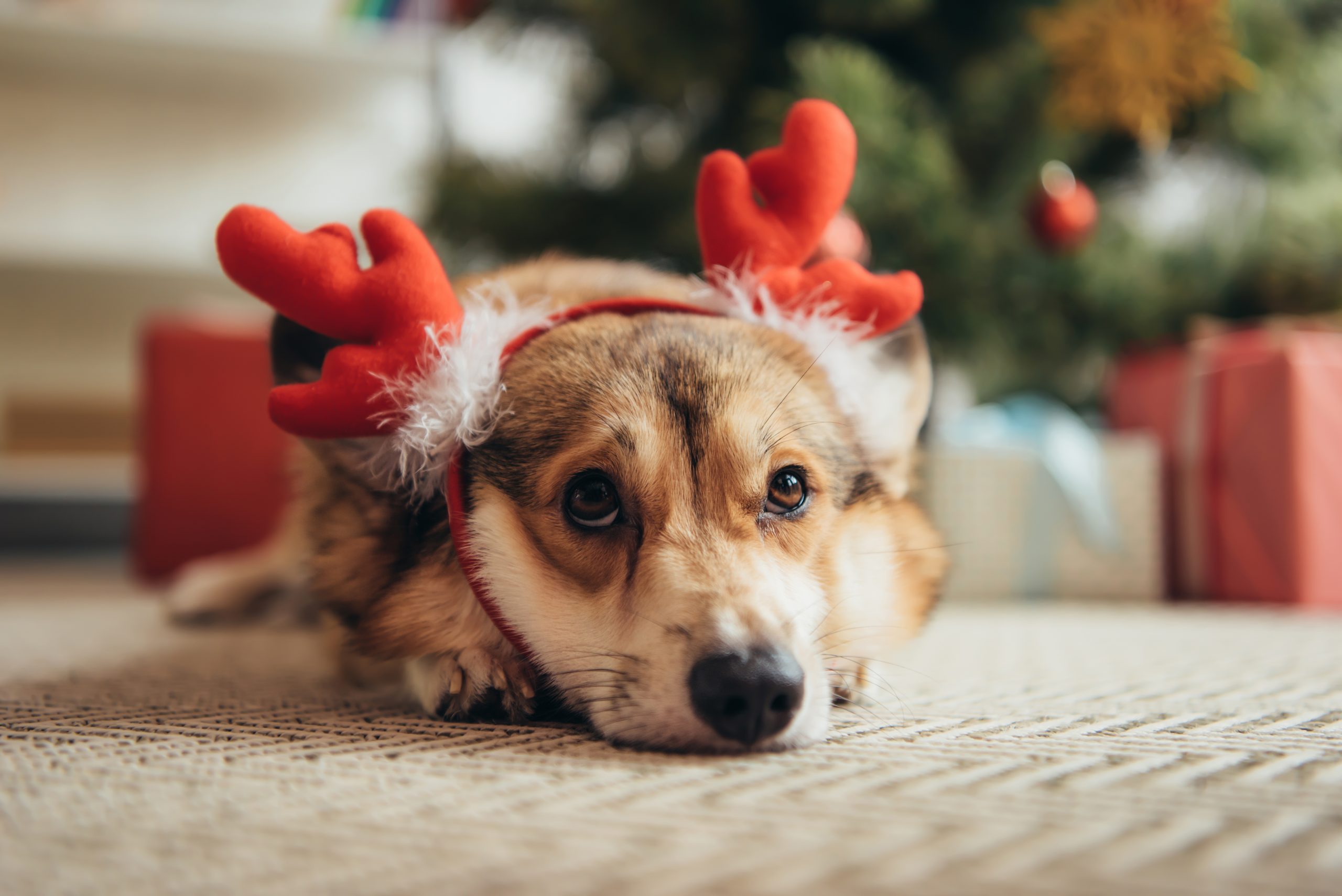 kutya-corgi-karácsony-ajándék