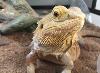 Hüllőt tartanál? Segít az okos terrárium!