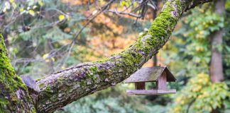 Madáretető a fa ágán.