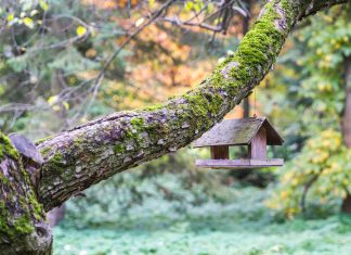 Ezeket tudnod kell a madáretetésről Madáretető a fa ágán.