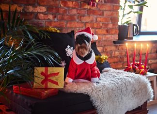 Jópofa karácsonyi ajándékok kiskedvenceinknek