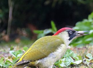 A zöld küllő az év madara 2022-ben az év madara