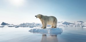 éghajlatváltozás-klíma-jegesmedve