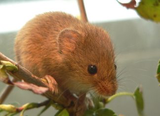Egy aprócska állat lett az év emlőse, a törpeegér törpeegér