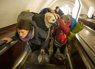 Átjöhetnek a határon a chip nélküli háziállatok a menekülő gazdájukkal