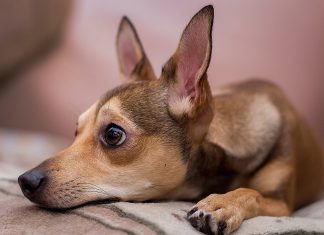 Szórakoztató, szívmelengető, megható kutyás könyvek kutyás könyvek
