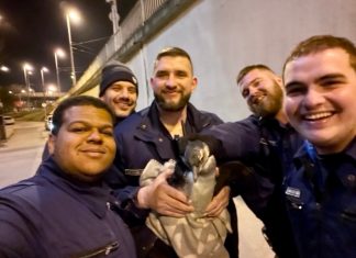 Pingvint mentettek a rendőrök Budapesten Pingvin Budapest
