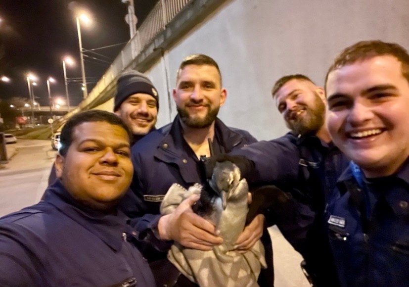 Pingvin Budapest