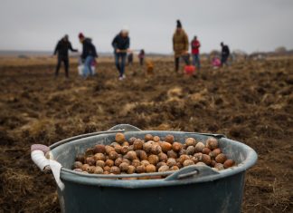 Környezetvédelem, faültetés, ételmentés