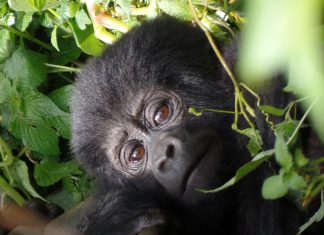 Állatvédelem és környezeti nevelés szívvel-lélekkel Gorilla Jane Goodall