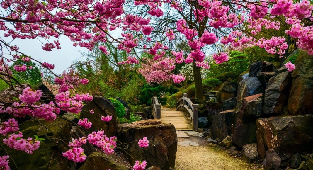 japánkertek