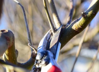 Kertben élve. Metssz okosan