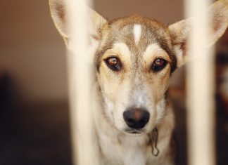 Ingyenes állatorvosi ellátás a Máltai Szeretetszolgálat programjában állatvédelem