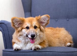 A corgik, akik II. Erzsébet királynő szívét is elrabolták Corgi kutya II. Erzsébet kedvence