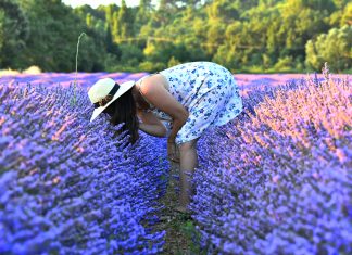 10 dolog, amit idén nyáron tegyél meg levendula-nyáron