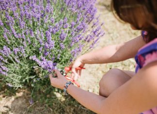 Nespresso kapszulák új élete a levendulaföldeken nespresso-levendula-kávézás