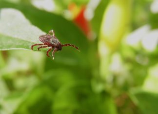 Vigyázz itt a kullancsszezon!