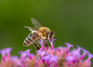 4 tipp a méhek védelméért