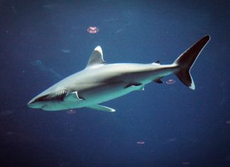 Ne maradj le róla: Cápafesztivál minden hétvégén!