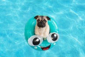 Kutya a medencében