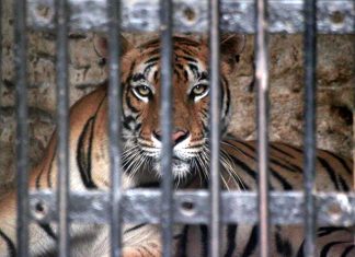 Miért nem szellemes, kellemes, jellemes minden tigris?