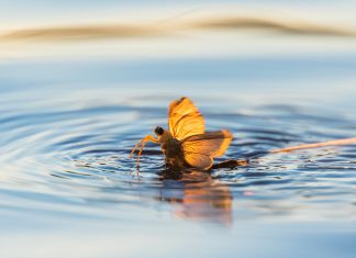 Kattints rá! Magyar fotográfia ünnepe