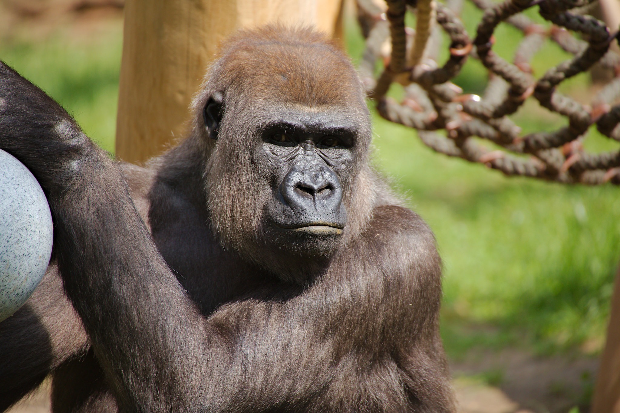 állatkert-gorilla-berlin