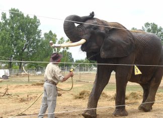 Az elefántok világnapját ünnepeljük augusztus 12-én – a szadai elefántok rejtélyes halála