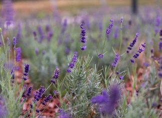 Már látogatható Budapest első levendulaparkja