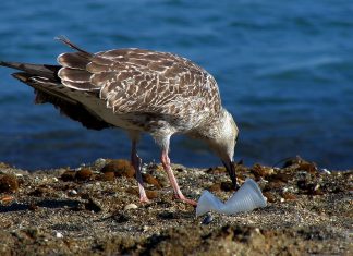 Szedd össze a szemetet – A jövőd múlhat rajta!