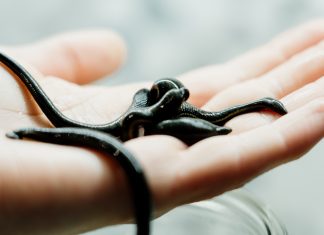 Tudjunk meg többet az orvosi pióca kezelésről! pióca