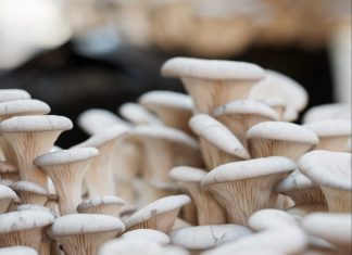 Terítéken: a gomba! gomba