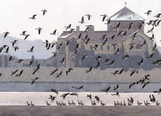 A könyvbe zárt csoda – a tatai madárvilág