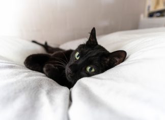 Egy hűséges társ: Henri Matisse fekete cicája fekete cica