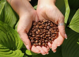 Meg kell védeni a kávét az éghajlatváltozás hatásaitól kávé