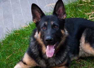 Megtekinthető a „Kutyás” szakmai napról készült felvétel