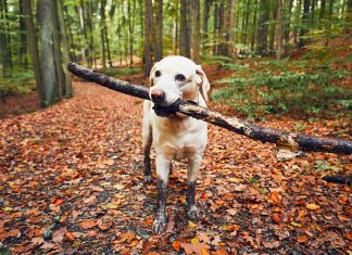 Így nem lesz sáros ősszel a lakás a kutyatappancsoktól sár