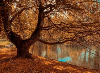 7 érdekesség, amit nem biztos hogy tudtál a fákról fák
