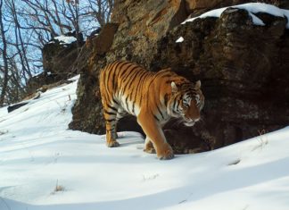 5+1 lenyűgöző állat és túlélési technikája a fagyott világból