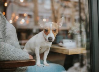 Svéd mintára nyílt meg itthon a legújabb kutyás kávézó