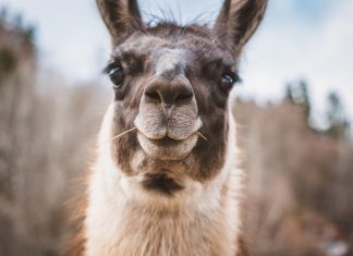 5+1 lámás tárgy – karácsonyi ajándékötletek lámás holmik