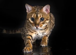 Ezért esnek a talpukra a cicák – légi akrobaták akcióban Talpra esnek a cicák