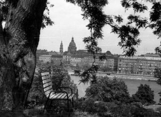 A nagy túlélő – egy legendás fa Budán Japánakác Budán