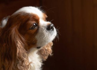 Hollandia szigorítja az állatvédelmi szabályokat