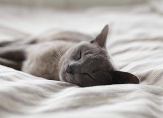 Gyógygomba a kisállatoknak